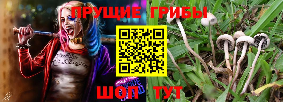 Галлюциногенные грибы Psilocybe Великий Новгород